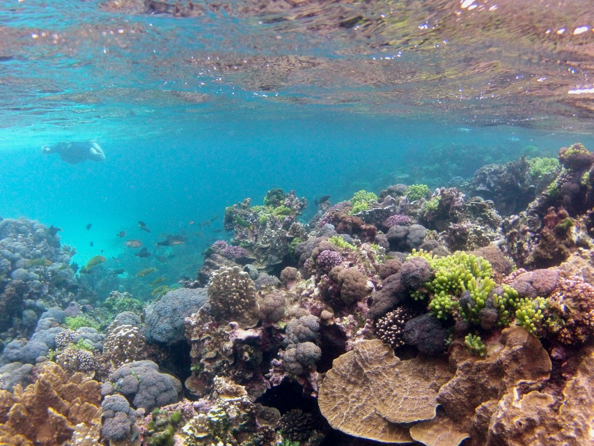 specalised snorkelling